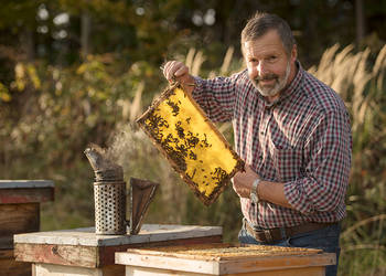 Experience the bee colony up close