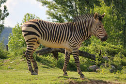 Zebra at Herberstein Zoo