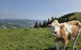 Cows on the Sommeralm in the Almenland Nature Park