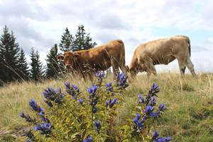 Oxen on the pasture