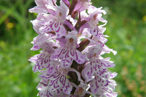 Fingerroot - Orchid diversity in the nature park