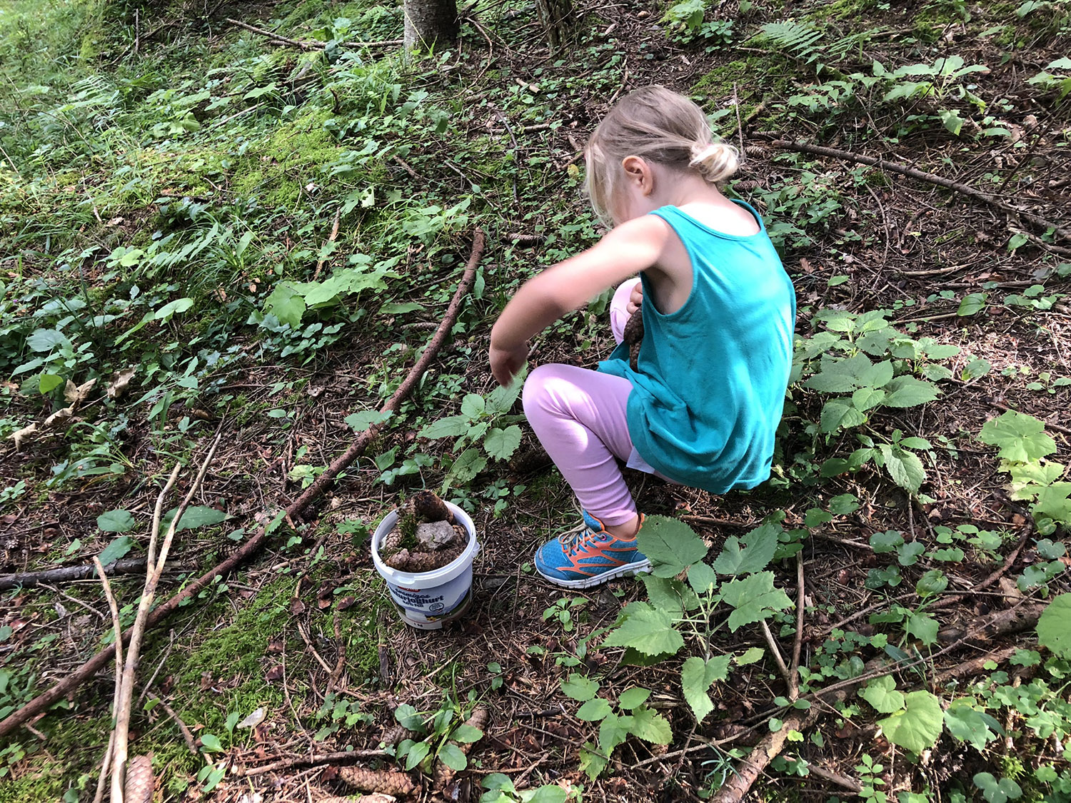 Collecting cones in the forest