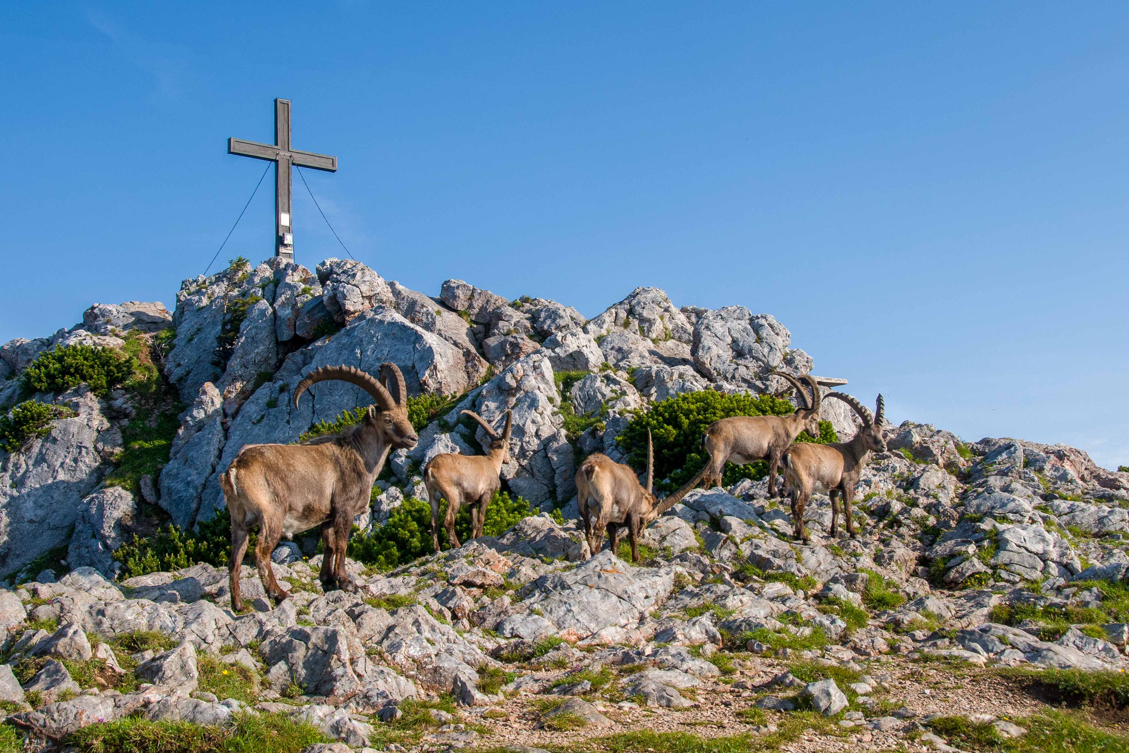 Hochlantsch summit with ibexes