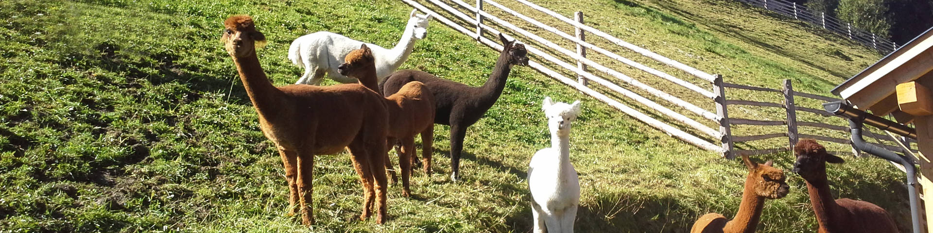 Alpacas at the Stelzer mountain farm in Gasen