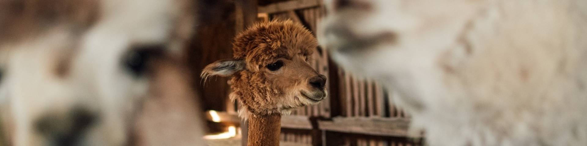 Alpaca