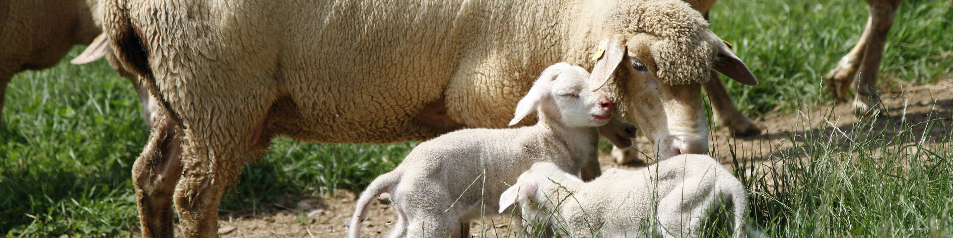 The Weizer sheep farmers produce a variety of sheep products
