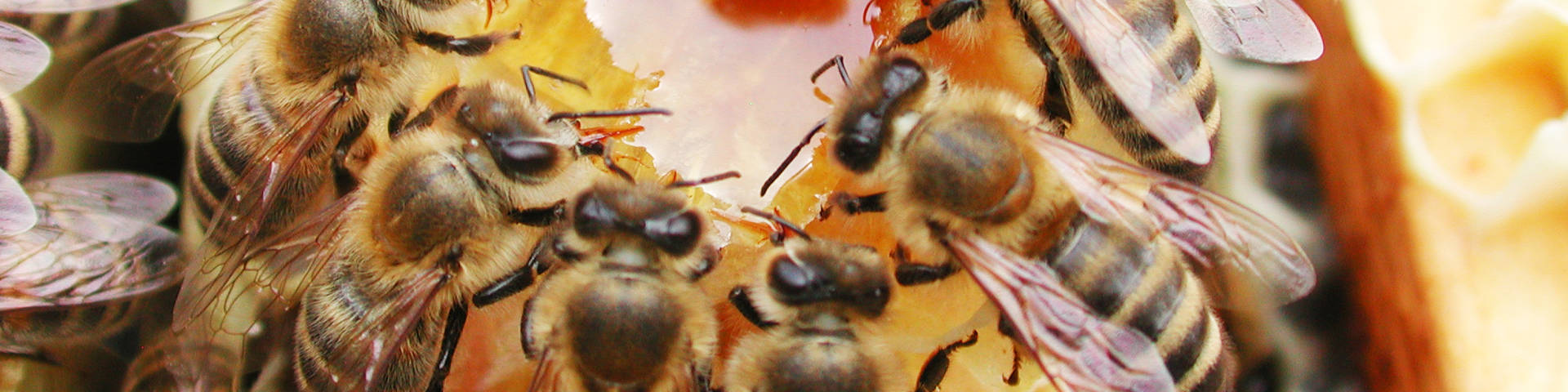 Swarm of bees at the Kreiner apiary