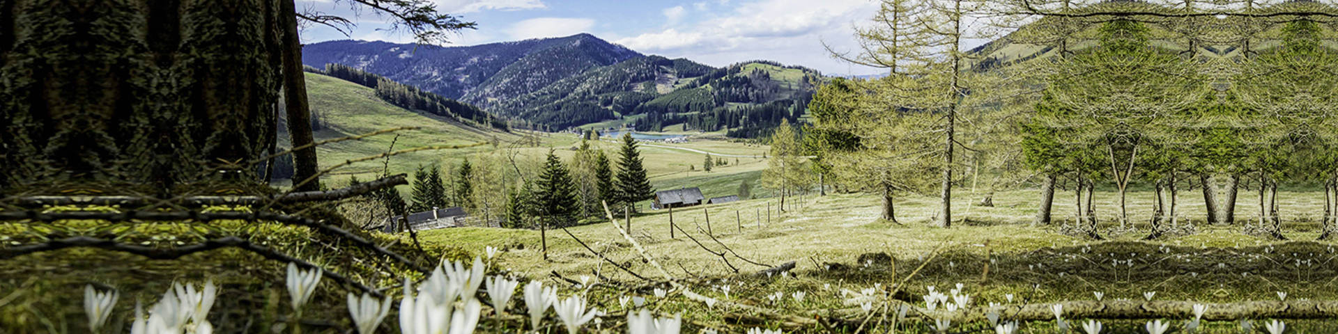 Krokuswiese Teichalm