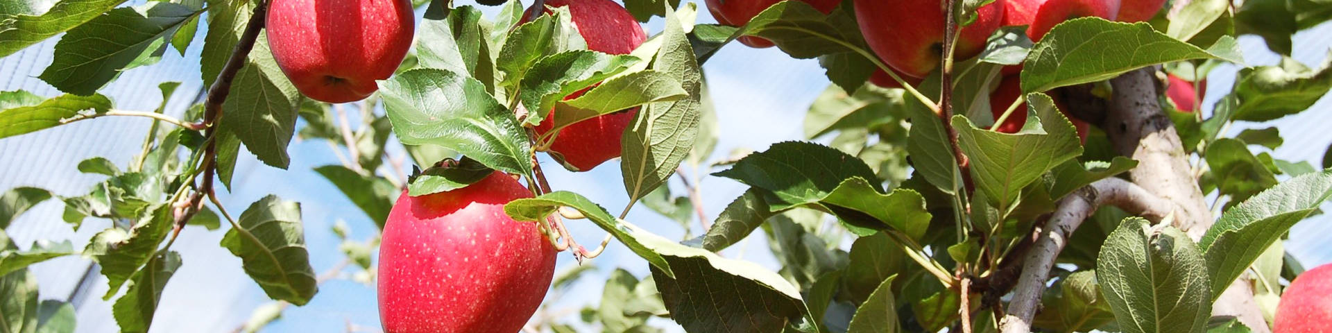 Gala apple variety on the Wilhelm family's fruit trees
