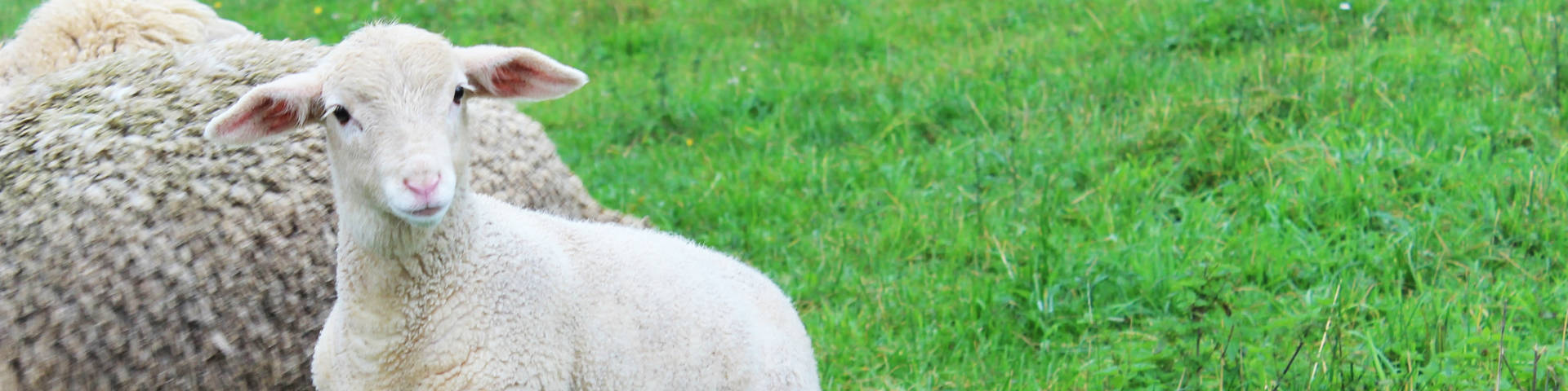 Sheep with Karina Neuhold