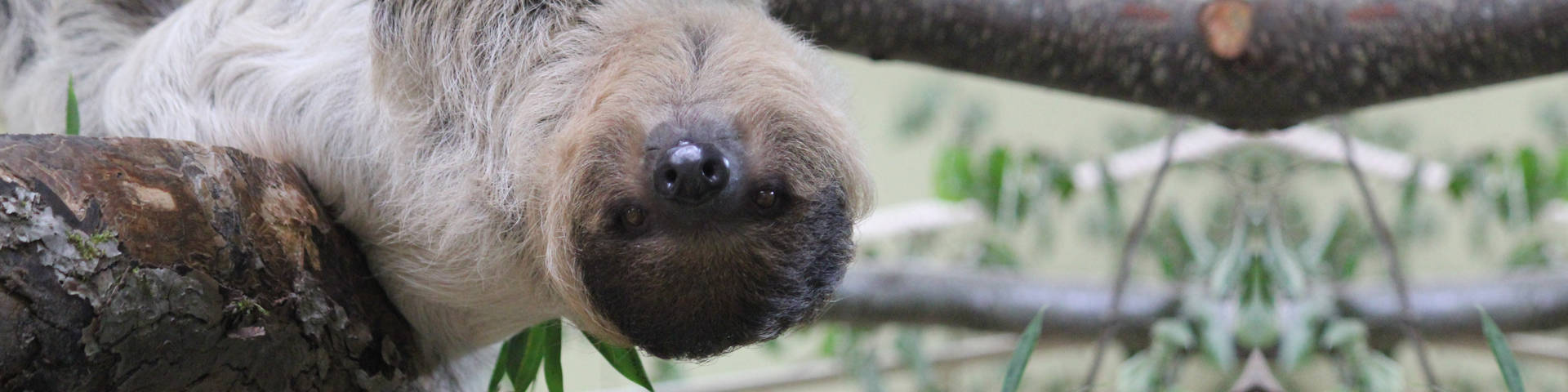 Sloth in the Herberstein Animal World