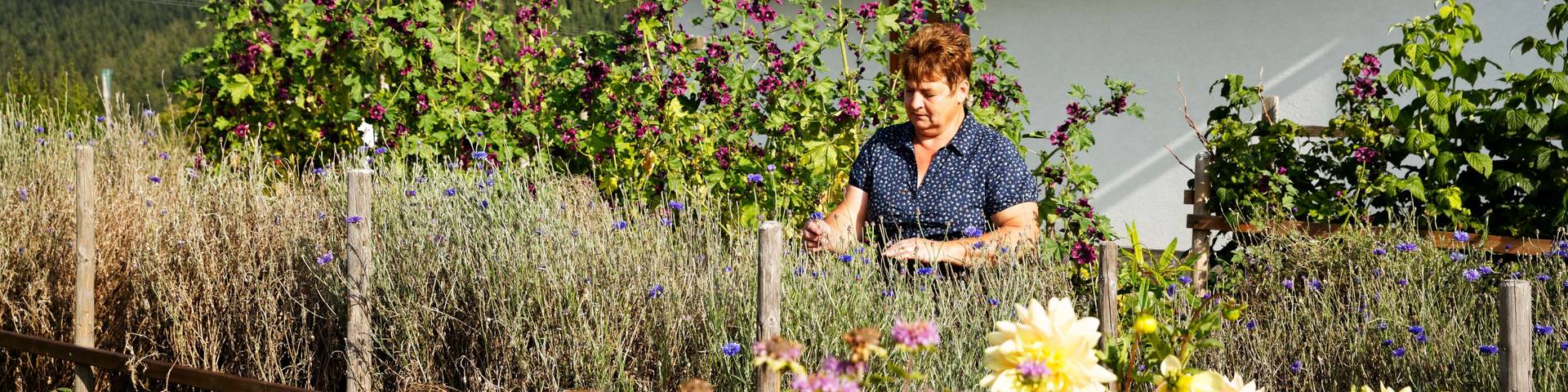 In the herb garden of the Pöllabauer family in Gasen