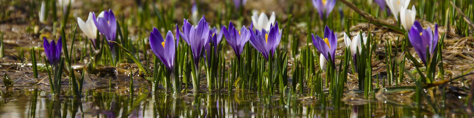 Crocuses spring
