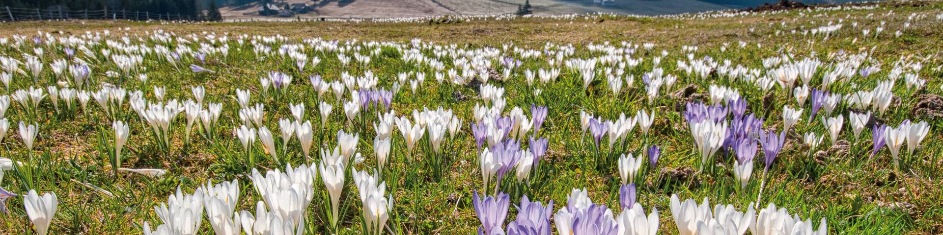 Crocus blossom