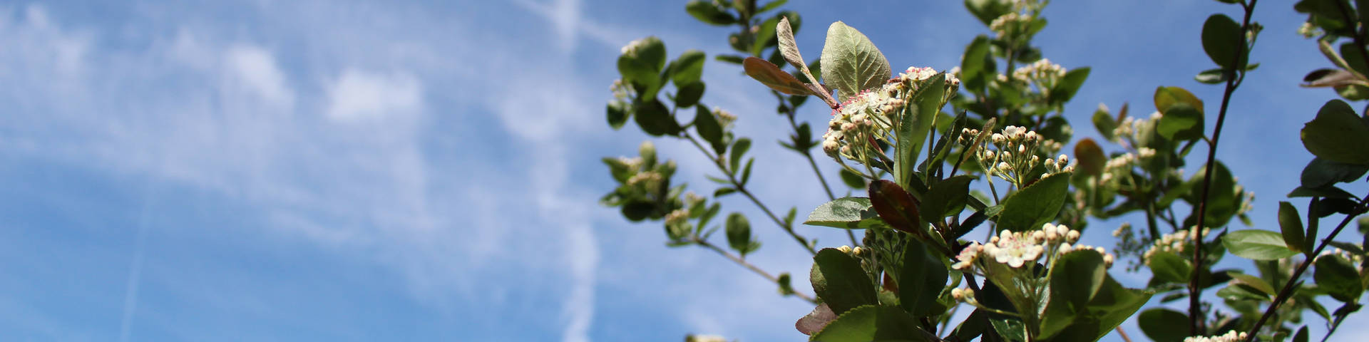 Aronia blossoms in the plants