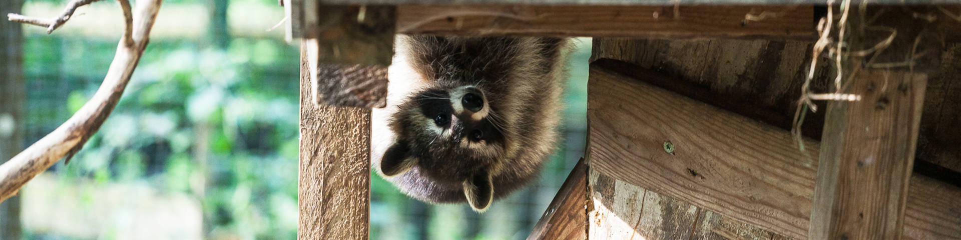 Raccoon in the Hochreiter forest park