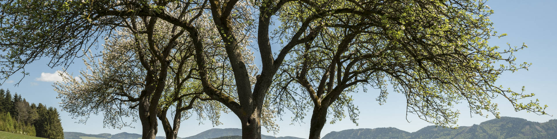 Forest and meadows