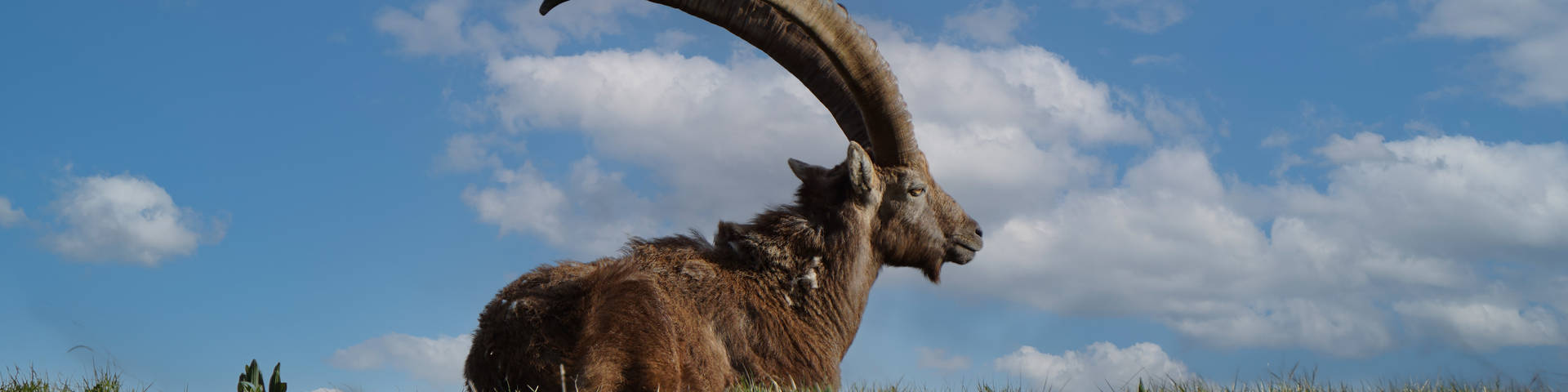Ibex on the Red Wall